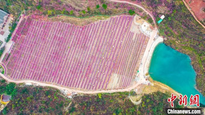 灼灼桃花惹人醉?！㈡?攝