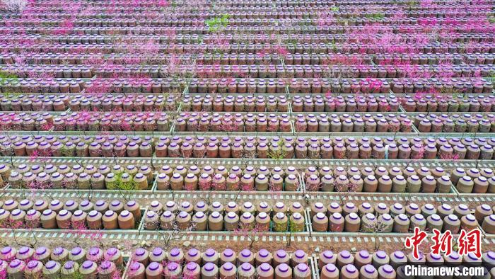 桃花和酒壇相映成趣。　劉媛 攝