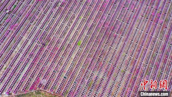 桃花和酒壇相映成趣?！㈡?攝