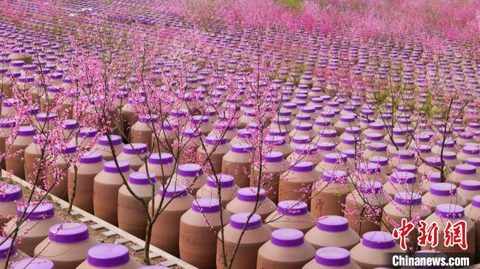 桃花和酒壇相映成趣?！∫足?攝