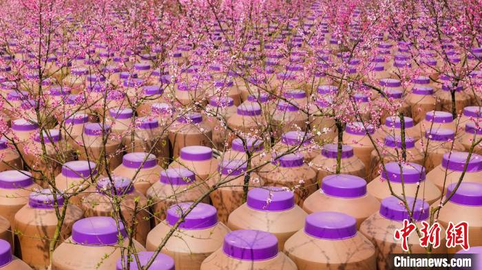 桃花和酒壇相映成趣?！∫足?攝