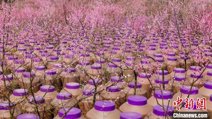 灼灼桃花惹人醉。　易銘 攝