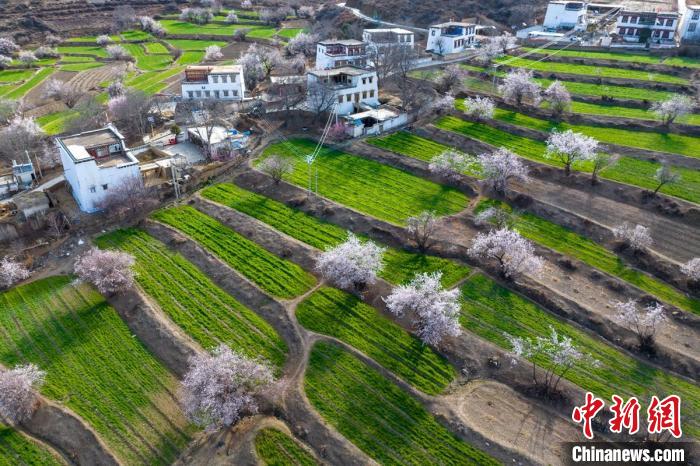 白松鎮(zhèn)層層麥田綠意盎然，與桃林構成一幅美麗的鄉(xiāng)村畫卷?！⒅铱?攝