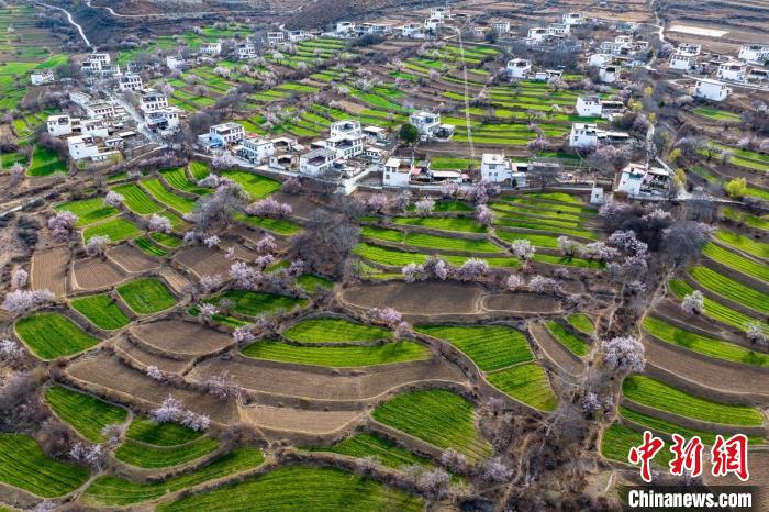 白松鎮(zhèn)桃花林中的白藏房?！⒅铱?攝