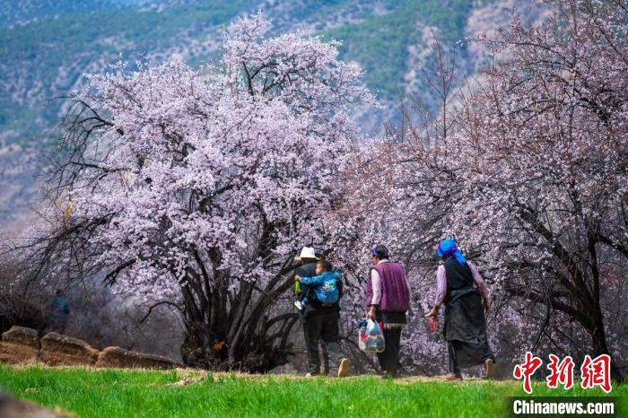 行走在麥田和桃樹下的白松鎮(zhèn)村民?！⒅铱?攝