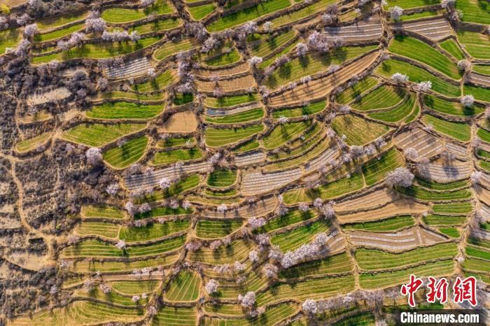 空中俯瞰得榮縣白松鎮(zhèn)的高山麥田和桃林?！⒅铱?攝