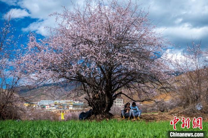 桃花樹下兩名女孩正在玩手機?！⒅铱?攝