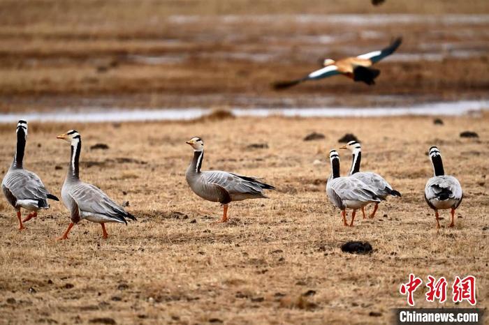 圖為成群的斑頭雁。　包雷 攝