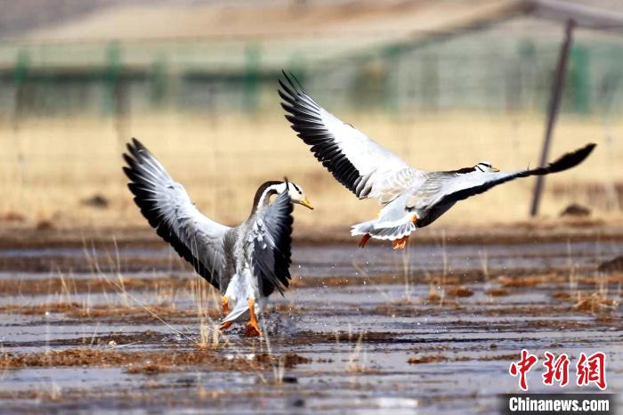 圖為斑頭雁嬉戲飛翔?！“?攝