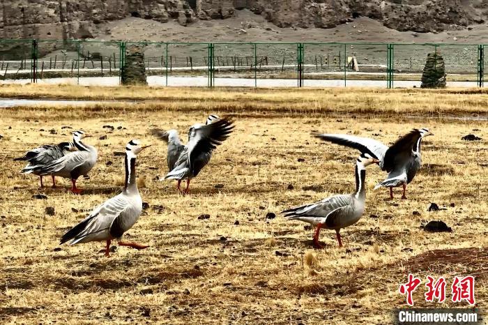 圖為斑頭雁?！“?攝