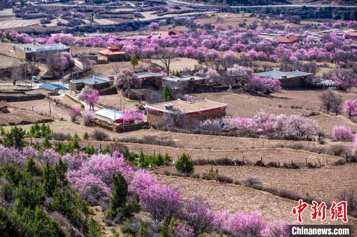 道孚麻灣村房前屋后的杏花繞村怒放?！『涡秀?攝