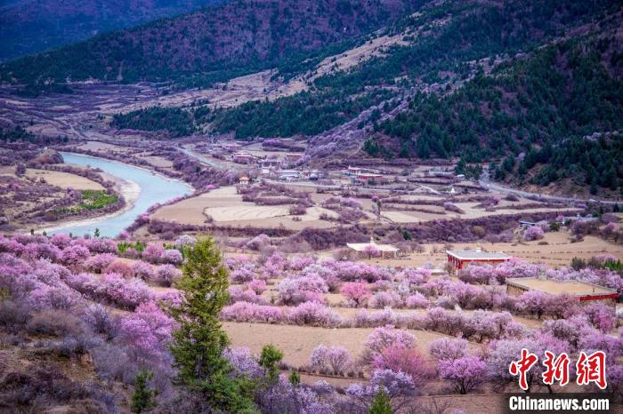 道孚縣麻灣村上千株盛開的杏花將鄉(xiāng)村裝點一新?！『涡秀?攝