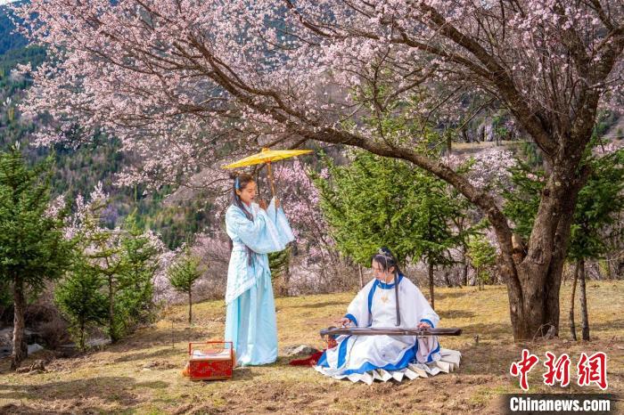 道孚杏花樹下的游客們?！√K銳 攝