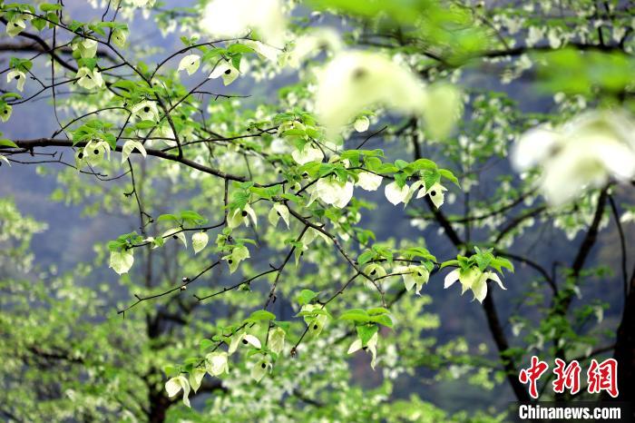 珙桐在春末夏初之際開花，花期較短?！螚?攝