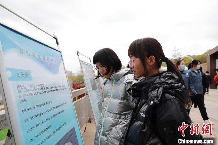 圖為學(xué)生通過展板了解青海常見鳥類?！●R銘言 攝