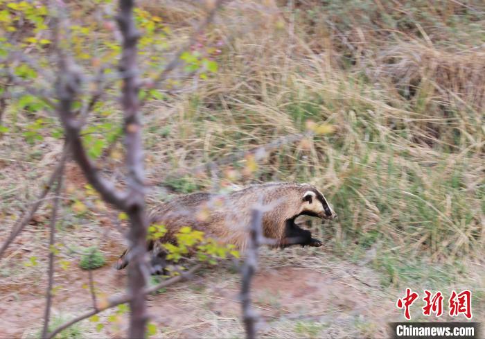 圖為西寧野生動物園救護(hù)的狗獾在西寧市放歸大自然?！●R銘言 攝