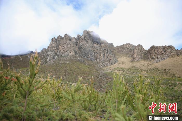 圖為拉薩南北山綠化工程拉薩曲水縣才納村5號片區(qū)。　貢確 攝