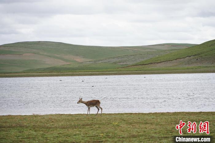 圖為藏原羚在扎陵湖岸畔悠閑漫步。　馬銘言 攝