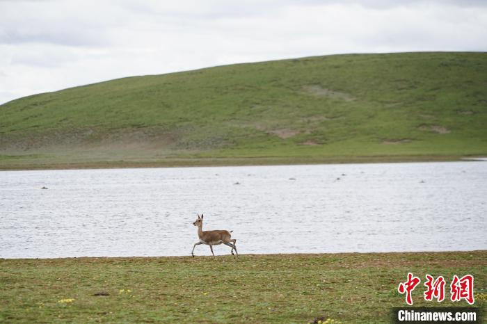 圖為藏原羚在扎陵湖岸畔悠閑漫步?！●R銘言 攝