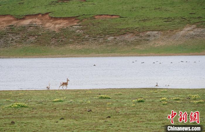 圖為藏原羚在扎陵湖岸畔悠閑漫步。　馬銘言 攝