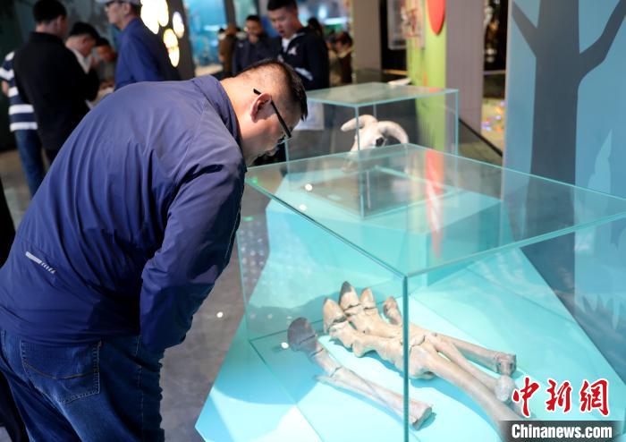 圖為臺(tái)商在祁連山國家公園生態(tài)科普館內(nèi)觀看標(biāo)本?！⊙Φ?攝