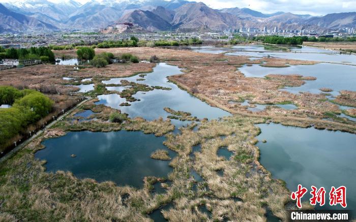 圖為拉薩拉魯濕地。(無人機(jī)照片) 李林 攝