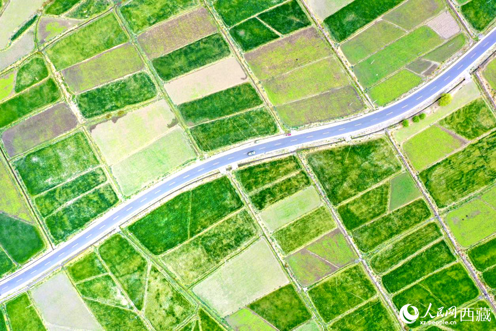 無人機視角下的西藏山南市瓊結(jié)農(nóng)田。人民網(wǎng)記者 次仁羅布攝