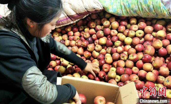 圖為通麥村村民巴桑拉姆精心挑選蘋果進(jìn)行裝箱?！∝暽＠?攝