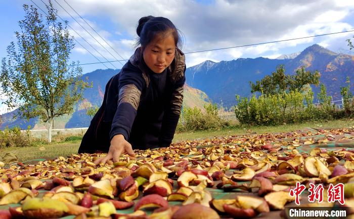 圖為通麥村村民巴桑拉姆晾曬切片蘋果。　貢桑拉姆 攝