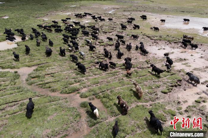 近年來(lái)，那曲市班戈縣推行村級(jí)牧業(yè)經(jīng)濟(jì)合作社，牧民們將牛羊及草場(chǎng)作為股份加入合作社，部分牧民開(kāi)始從事旅游服務(wù)、服裝加工及運(yùn)輸?shù)刃袠I(yè)，收入逐年提高。圖為8月3日，班戈縣的牦牛群在一片草原濕地中覓食(資料圖)?！〗w波 攝
