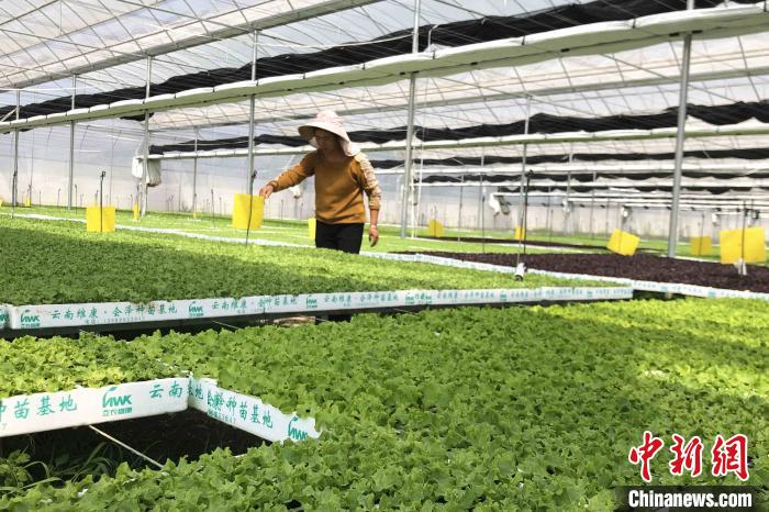 圖為會(huì)澤現(xiàn)代化農(nóng)業(yè)產(chǎn)業(yè)扶貧基地內(nèi)，貧困戶成為了產(chǎn)業(yè)工人。　繆超 攝