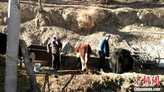 圖為孔繁福夫妻正在收拾牛圈?！±铍h　攝