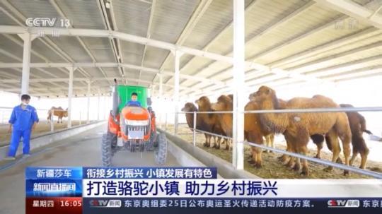 種蘑菇、養(yǎng)駱駝...。。特色產(chǎn)業(yè)助力鄉(xiāng)村振興走新路