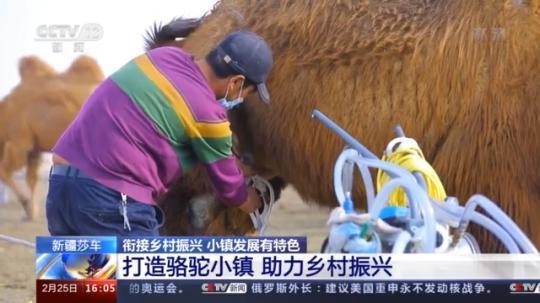 種蘑菇、養(yǎng)駱駝...。。特色產(chǎn)業(yè)助力鄉(xiāng)村振興走新路