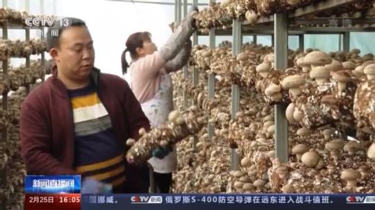 種蘑菇、養(yǎng)駱駝...。。特色產(chǎn)業(yè)助力鄉(xiāng)村振興走新路