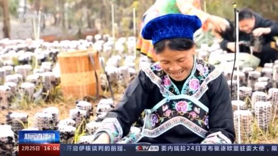 種蘑菇、養(yǎng)駱駝...。。特色產(chǎn)業(yè)助力鄉(xiāng)村振興走新路