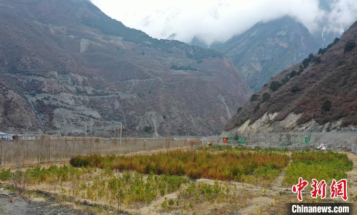 【幸?；ㄩ_新邊疆】山南隆子縣藏族小伙的“綠色夢想”