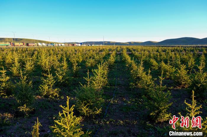 圖為科技團(tuán)隊(duì)在海拔4500米的西藏那曲種出“小森林”，其中超過7成成功越過5個(gè)冬天。　江飛波 攝