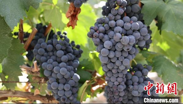 圖為桑日縣種植的葡萄。　山南桑日縣委宣傳部提供