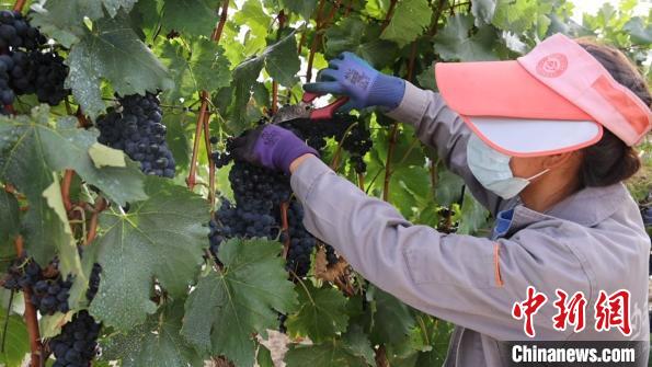 圖為當(dāng)?shù)卮迕癫烧咸??！∩侥仙Ｈ湛h委宣傳部提供