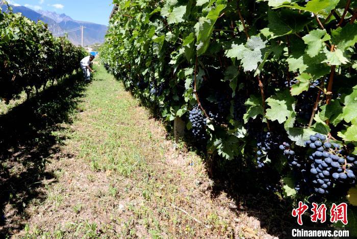 昌都芒康縣依托“兩江流域”干熱河谷地帶地理優(yōu)勢(shì)將康巴蜜橘、蘋果、甜石榴、葡萄、蜜桃等經(jīng)濟(jì)林木種植?！〔际忻⒖悼h委宣傳部供圖