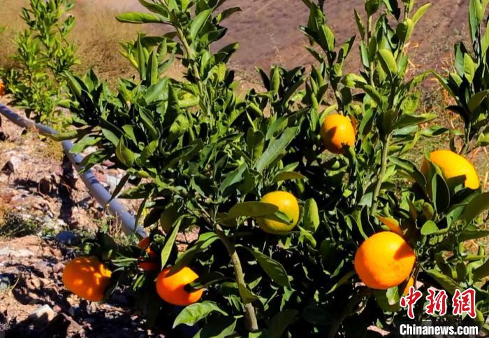 昌都芒康縣依托“兩江流域”干熱河谷地帶地理優(yōu)勢(shì)將康巴蜜橘、蘋果、甜石榴、葡萄、蜜桃等經(jīng)濟(jì)林木種植?！〔际忻⒖悼h委宣傳部供圖