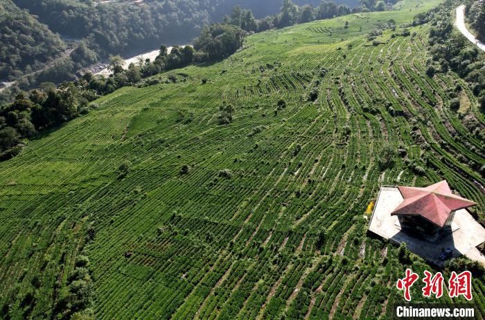 圖為西藏林芝市墨脫縣果果塘大拐彎附近的茶田。(無人機(jī)照片) 李林 攝