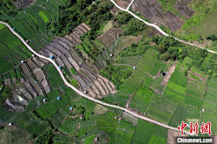 圖為西藏林芝市墨脫縣城附近的茶田。(無人機(jī)照片) 李林 攝