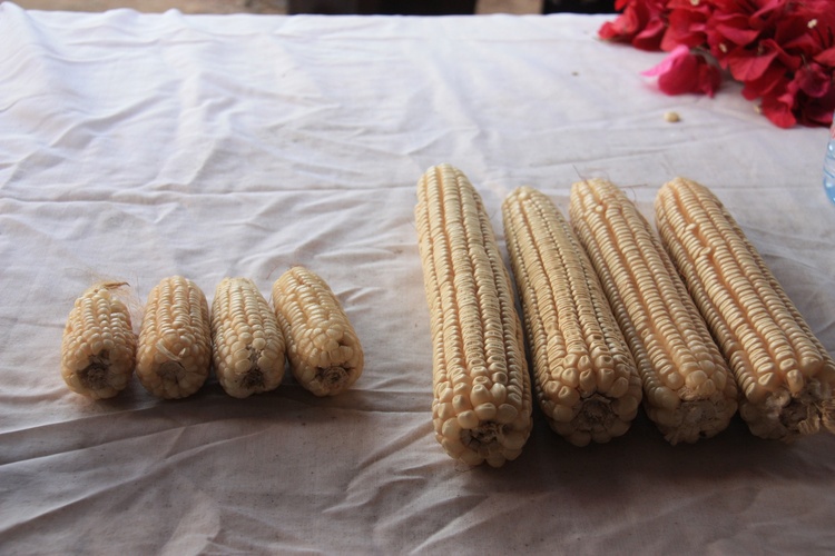 資訊有故事丨小豆子大營(yíng)養(yǎng) 坦桑尼亞民眾愛上“中國(guó)飲料”