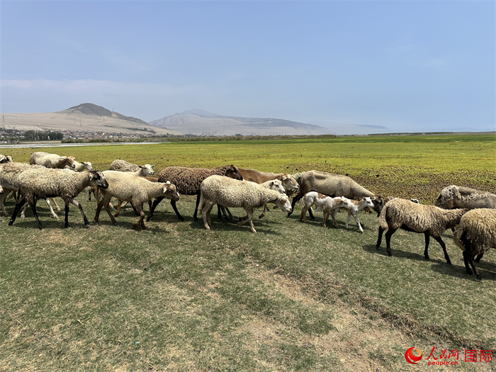 當(dāng)?shù)貢r(shí)間11月15日，羊群在錢凱港附近的圣羅莎濕地棲息。人民網(wǎng)記者 周雨攝
