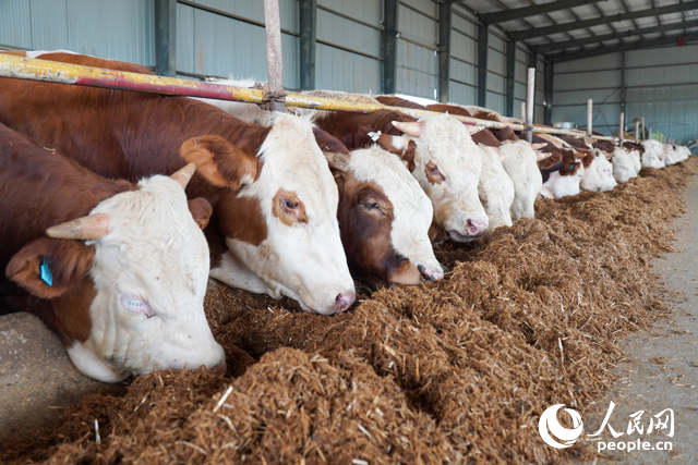 在思博農(nóng)業(yè)科技有限公司內(nèi)，肉牛正在吃秸稈轉(zhuǎn)化的飼料。人民網(wǎng)記者 陳若天攝