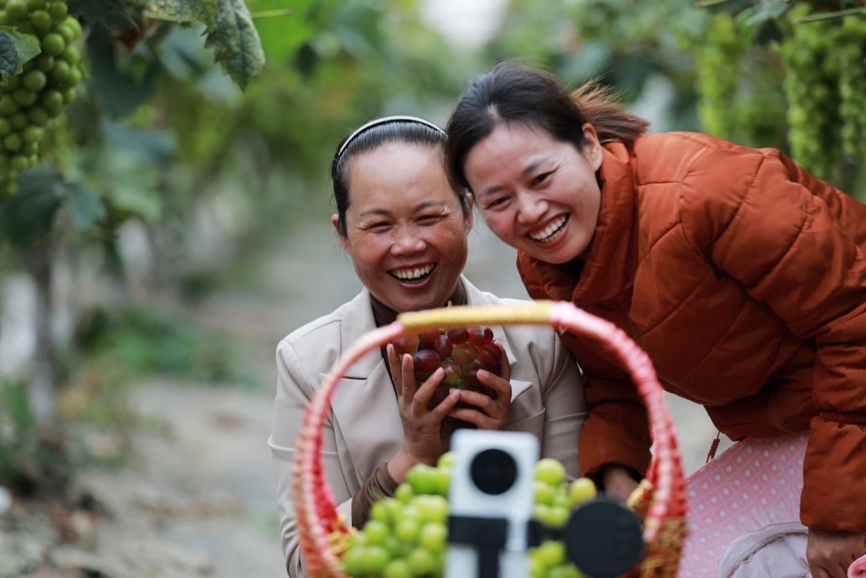 2024年10月6日，果農(nóng)在貴州省黔西市金碧鎮(zhèn)新蘭村葡萄園里進(jìn)行直播銷售。來源：人民圖片