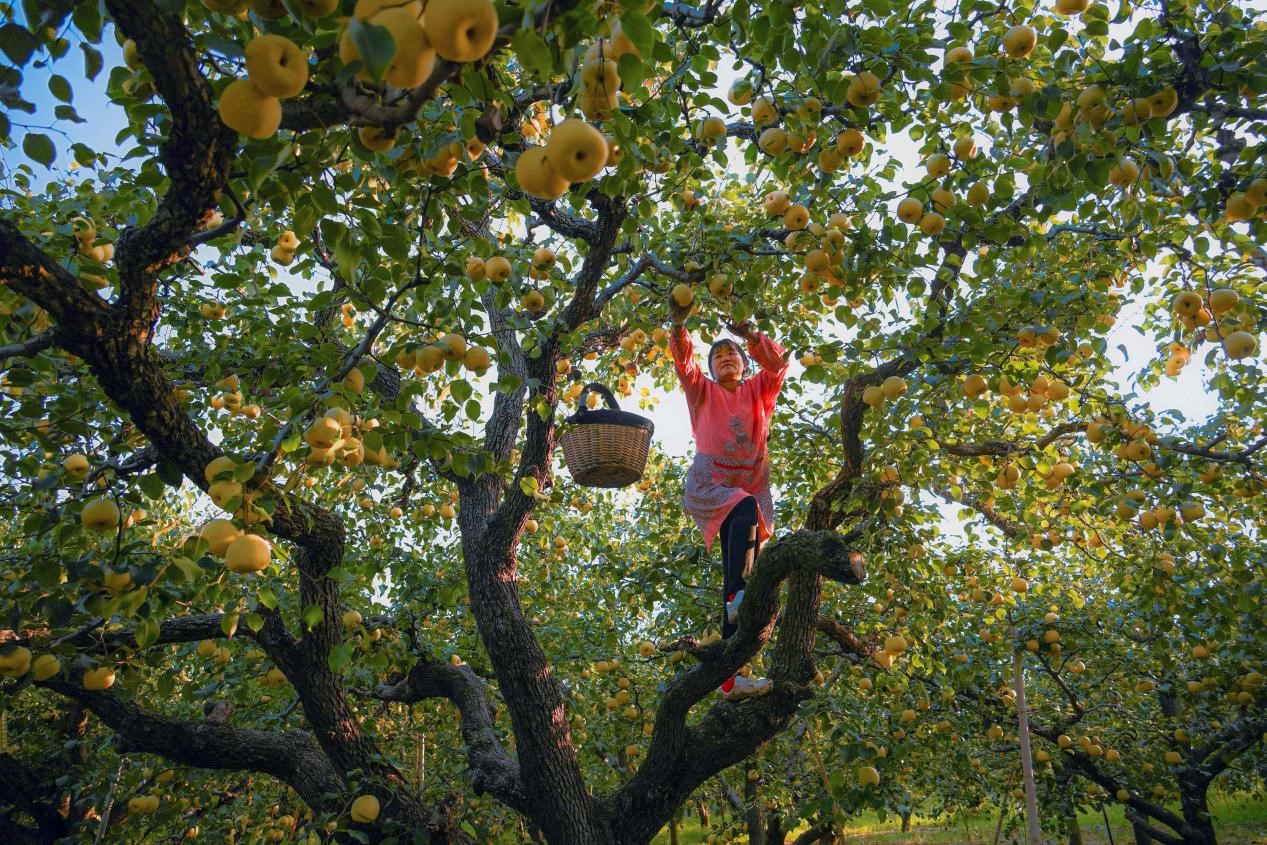 2024年10月4日，安徽省宿州市碭山縣程莊鎮(zhèn)衡樓村百年老梨園里，梨農(nóng)在忙著采摘酥梨。來源:人民圖片