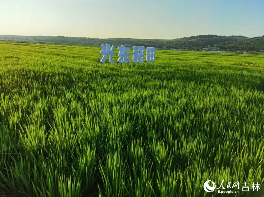 光東村稻田風景美如畫（資料圖片）。人民網記者 王海躍攝